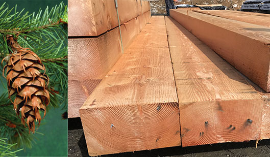 Douglas fir timber specie, Dfir