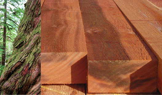 Western red cedar timber specie, WRC
